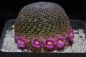 Preview: Mammillaria huitzilopochtli
